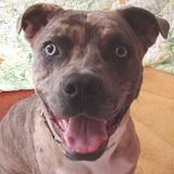 Calhoun.jpg image by BerkeleyHumane